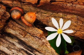 Bloodroot & acorns FL9030 Bloodroot & acorns FL9030