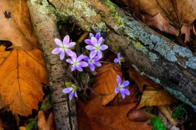 Round-Lobed Hepatica Forest Floor FL9032 Round-Lobed Hepatica Forest Floor FL9032