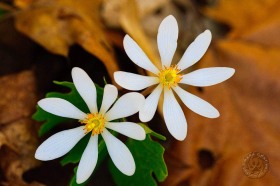 Bloodroot Duo FL9225 Bloodroot Duo FL9225