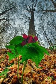 Trillium and Towering Trees II FL9233 Trillium and Towering Trees II FL9233