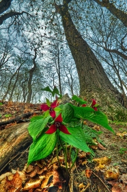 Trillium and Towering Trees FL9234 Trillium and Towering Trees FL9234