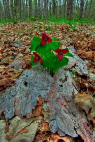Purple Trillium trio and bark FL9242 Purple Trillium trio and bark FL9242