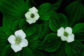 Bunchberry Trio FL9254 Bunchberry Trio FL9254