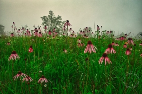 Prairie Coneflowers FL9330 Prairie Coneflowers FL9330