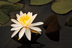 Elegant Water Lily FL9362-2 Elegant Water Lily FL9362-2