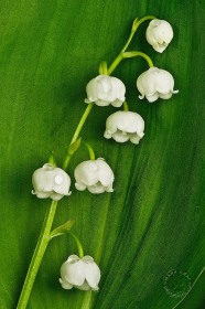Lily of the Valley FL9439 Lily of the Valley FL9439