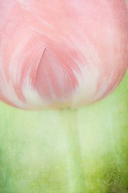 Teardrop Tulip FL9440 Teardrop Tulip FL9440