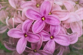 Lilac Trio FL9441 Lilac Trio FL9441