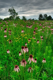 Coneflower Field FL9457 Coneflower Field FL9457