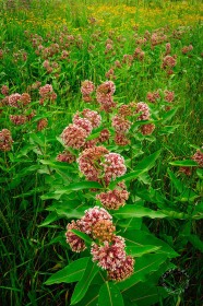 Milkweed meadow FL9459 Milkweed meadow FL9459