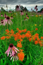 Field of wildflowers with coneflower / butterfly weed FL9461 Field of wildflowers with coneflower / butterfly weed FL9461