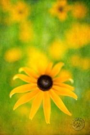 Black-eyed Susan Textured Print FL9464