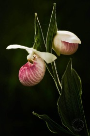 Showy Lady Slippers FL9773 Showy Lady Slippers FL9773