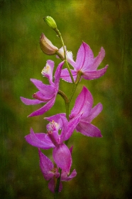 Michigan Grass Pink Orchid FL9821