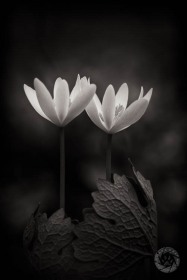 Bloodroot Pair FL9867 Bloodroot Pair FL9867