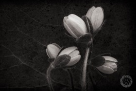 Hepatica Group FL9868 Hepatica Group FL9868