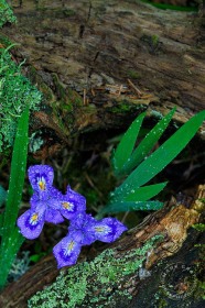 Dwarf Lake Iris FL9913 Dwarf Lake Iris FL9913