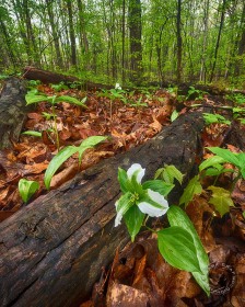 Variegated Trillium in woodland PL9931 Variegated Trillium in woodland PL9931