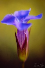 Fringed Gentian FL2509 Fringed Gentian FL2509