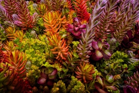 Succulent Assortment PL10074 Succulent Assortment PL10074