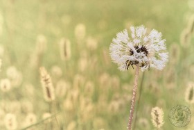 Seed head in meadow PL9928 Seed head in meadow PL9928