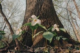 White Trillium with Mother Tree FL10628 White Trillium with Mother Tree FL10628