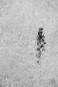 Cardinal Flower with Gold Dew Tufted Hair Grass FL10673 Cardinal Flower with Gold Dew Tufted Hair Grass FL10673