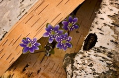 Round-lobed Hepatica with birch bark FL8807 Round-lobed Hepatica with birch bark FL8807