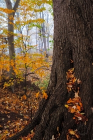 Giant Red Oak in Autumn Fog FC10711 Giant Red Oak in Autumn Fog FC10711
