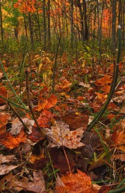 Fall leaves after rain FC2840 Fall leaves after rain FC2840