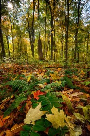 Timberland Swamp Fall Colors FC9783 Timberland Swamp Fall Colors FC9783