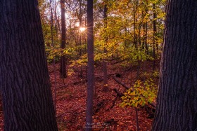 Walk in Autumn Woodland FO10632 Walk in Autumn Woodland FO10632