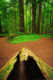 Redwood nurse log and grove FO9475 Redwood nurse log and grove FO9475