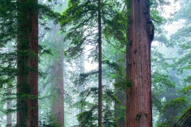 Foggy Redwood Forest TR10655 Foggy Redwood Forest TR10655