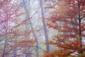 Autumn woodland in fog FC10709 Autumn woodland in fog FC10709