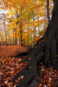 Old Red Oak Roots in Autumn FC10725 Old Red Oak Roots in Autumn FC10725
