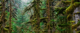 Old Growth Coastal Rainforest FO10771 Old Growth Coastal Rainforest FO10771