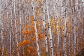 Aspen Grove TR10669 Aspen Grove TR10669