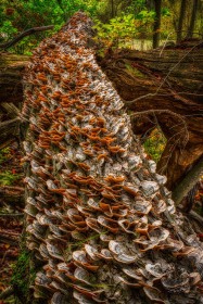 Turkey Tail Mushrooms TR10383 Turkey Tail Mushrooms TR10383