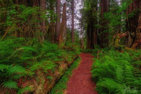 Forest path through Redwood trees TR10620 Forest path through Redwood trees TR10620