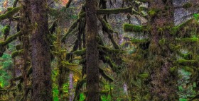 Old Growth Rainforest TR9133 Old Growth Rainforest TR9133