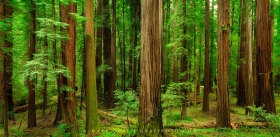 Coast Redwood Forest TR9466 Coast Redwood Forest TR9466