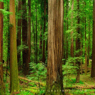 Coast Redwood Forest TR9466 Coast Redwood Forest TR9466
