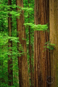 Coast Redwood trees TR9468 Coast Redwood trees TR9468