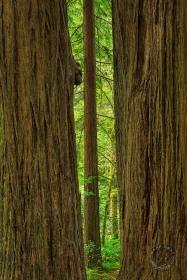 Coast Redwood Guardians TR9476 Coast Redwood Guardians TR9476