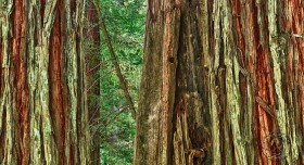 Coast Redwood trees Bark Detail TR9478 Coast Redwood trees Bark Detail TR9478