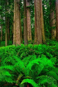 Sword Ferns and Redwood Grove TR9484 Sword Ferns and Redwood Grove TR9484