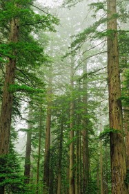 Coast Redwoods in Fog TR9513 Coast Redwoods in Fog TR9513