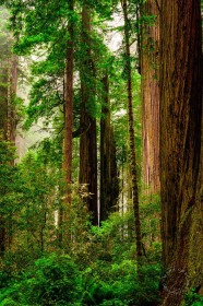 Beautiful Redwood Forest TR9572 Beautiful Redwood Forest TR9572