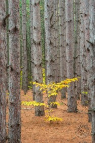 Lone Beech in Pines TR9689-2 Lone Beech in Pines TR9689-2